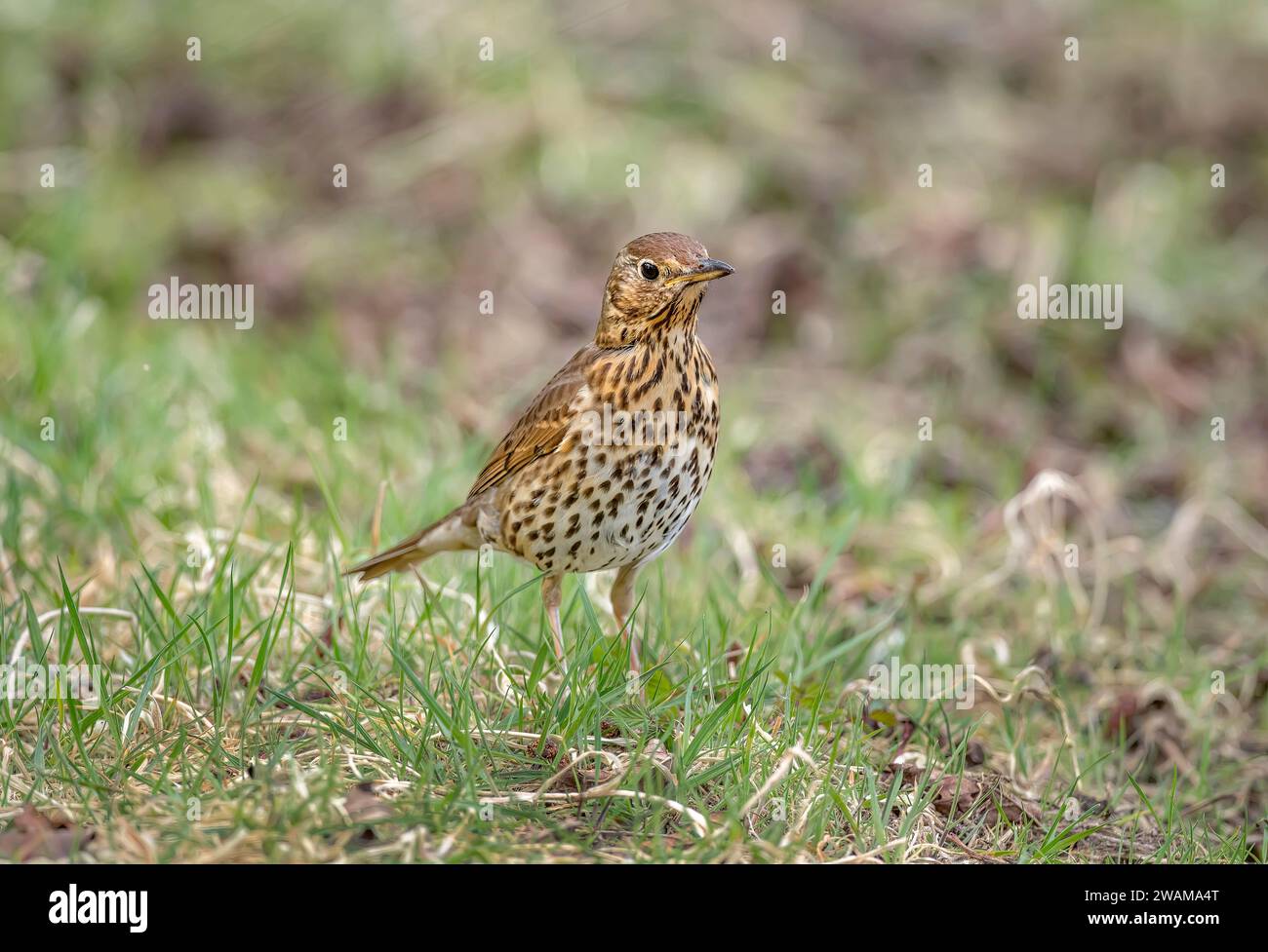 mistle Soor, Turdus viscivorus, auf dem Gras in großbritannien im Frühling Stockfoto