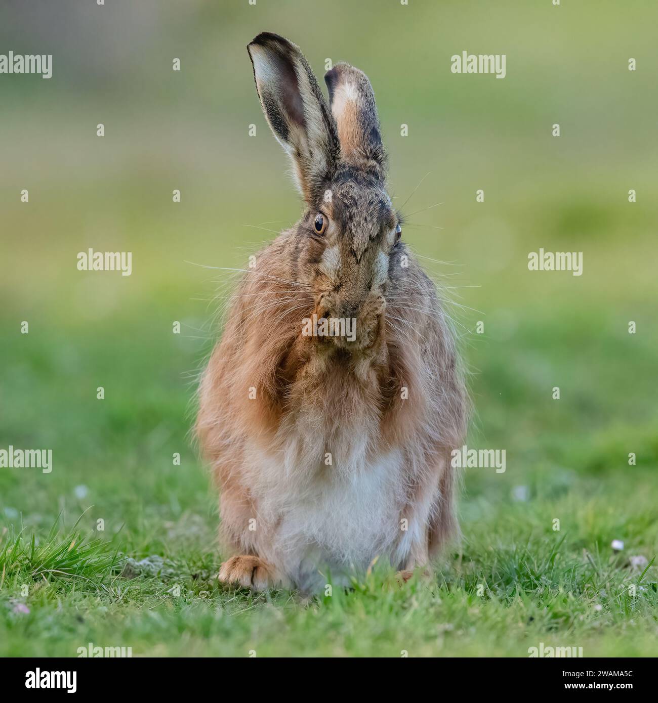 Eine intime Aufnahme eines Braunen Hasen, der sich aufsetzt und sein Gesicht mit den Pfoten zusammen wäscht. Eine süße komische Aufnahme eines schüchternen Wildtieres. Suffolk, Großbritannien Stockfoto