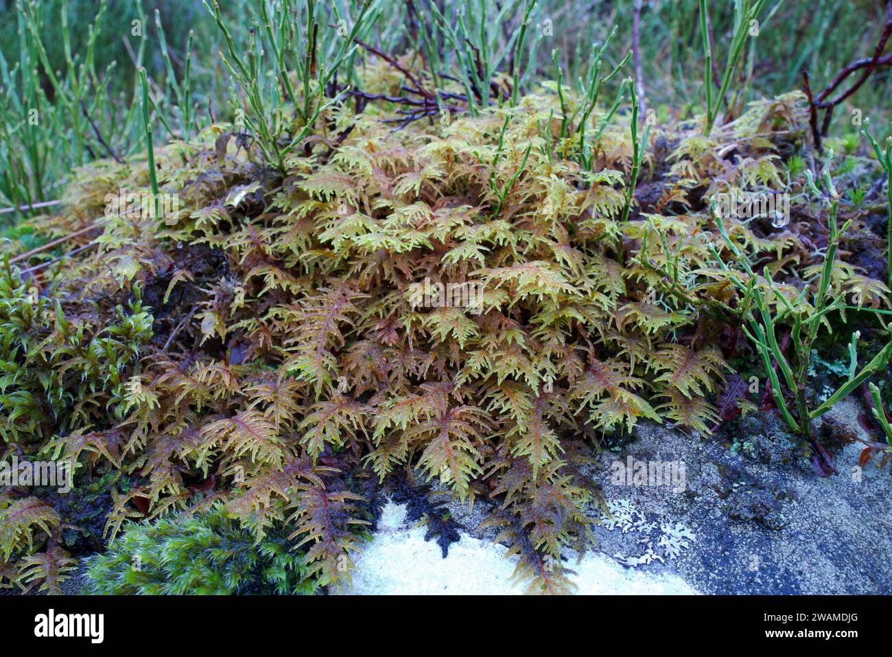 Hylocomium splendens (Bergfarnmoos) ist in den Borealen Wäldern der nördlichen Hemisphäre weit verbreitet. Stockfoto