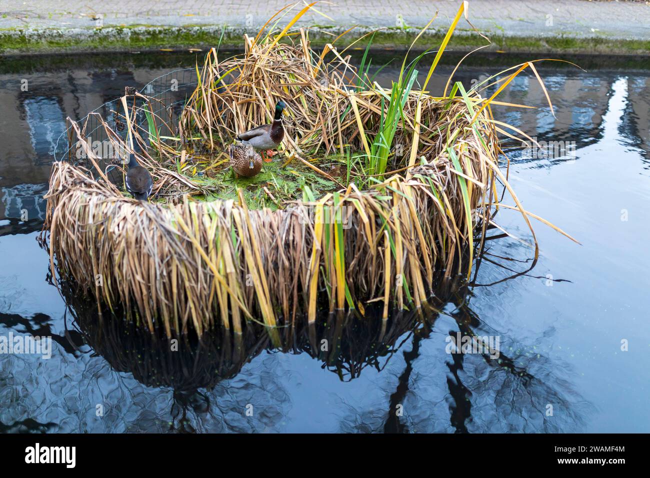 Ente und drake sitzen in einem Nest, das mit Gras bewachsen ist, am Regent Canal Stockfoto