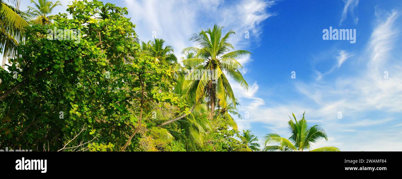 Tropischer Garten mit Palmen. Heller, sonniger Tag. Das Konzept ist Reisen. Breites Foto. Stockfoto