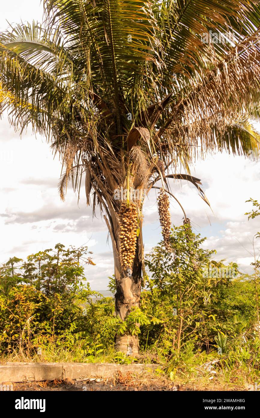 Attalea speciosa Palme, auch bekannt als Babacu, Palmen, mit Drum-Früchten und fettigen und essbaren Samen, aus dem Norden und Nordosten Brasiliens Stockfoto