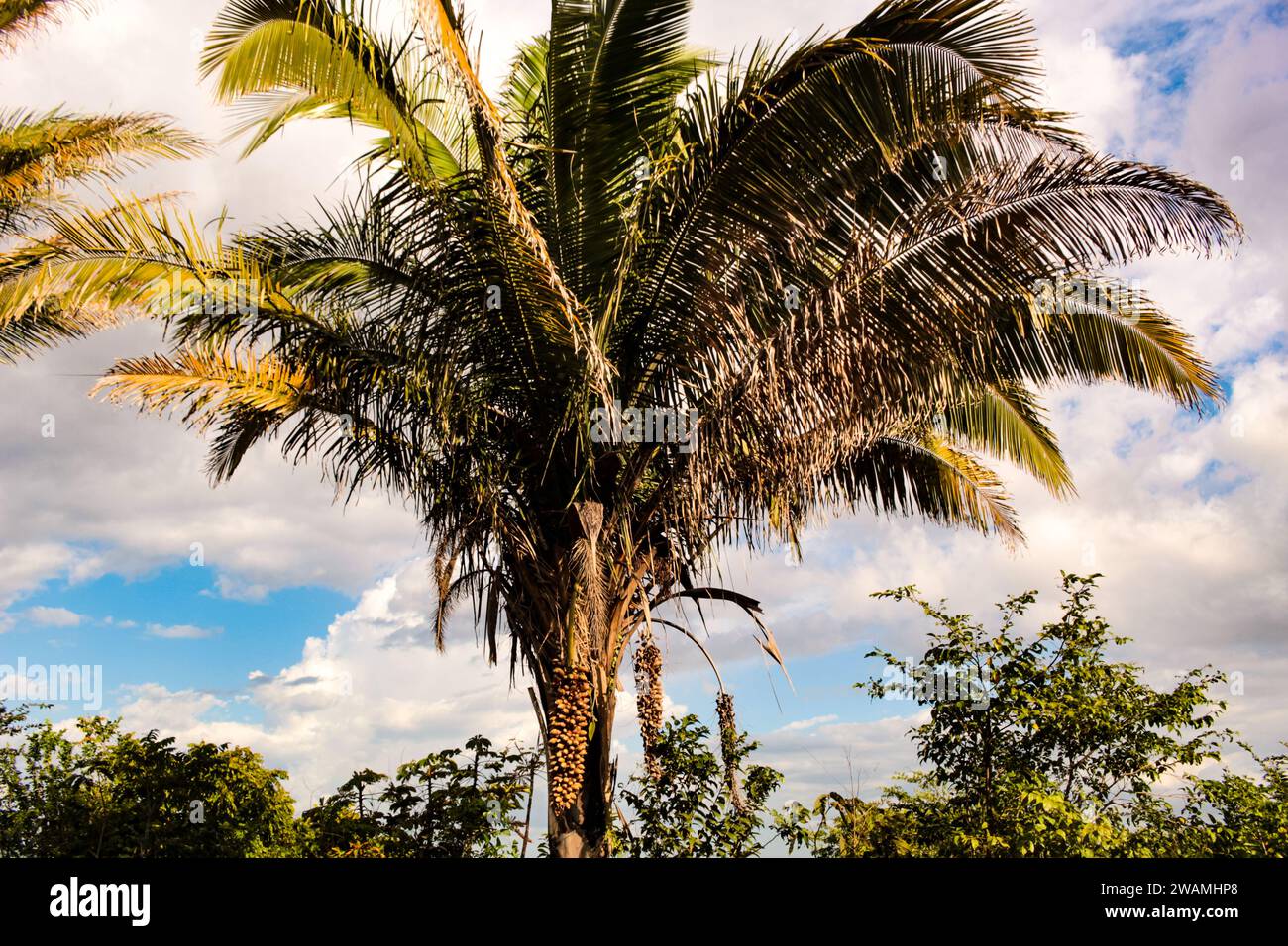 Attalea speciosa Palme, bekannt als Babacu, Palme mit Drupaceen mit Öl und essbaren Samen, aus dem Norden und Nordosten Brasiliens Stockfoto