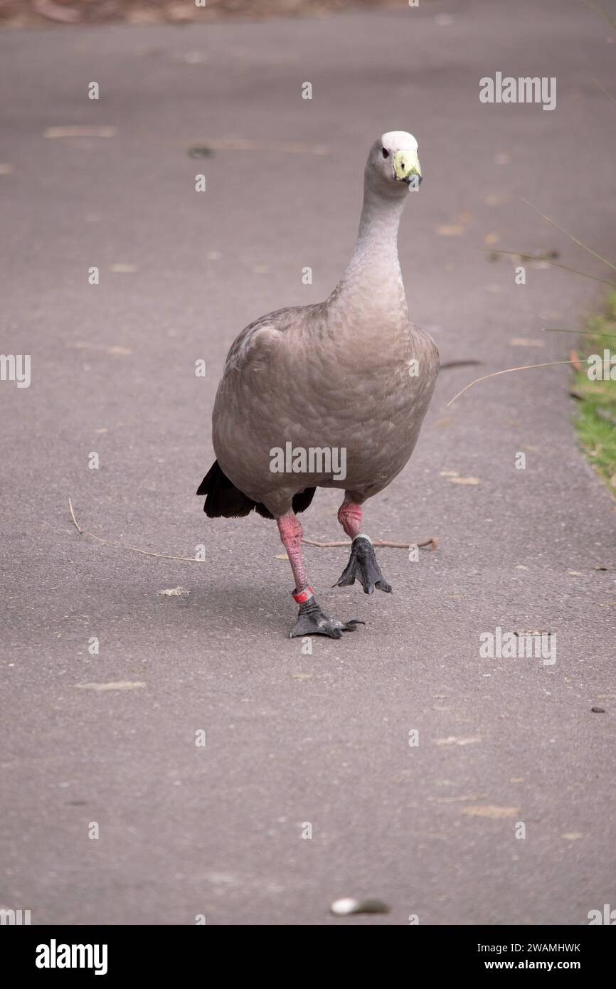 Die Kapbarren-Gans ist eine sehr große, hellgraue Gans mit einem relativ kleinen Kopf. Es hat Reihen großer dunkler Flecken in Linien über den Schultern und Stockfoto