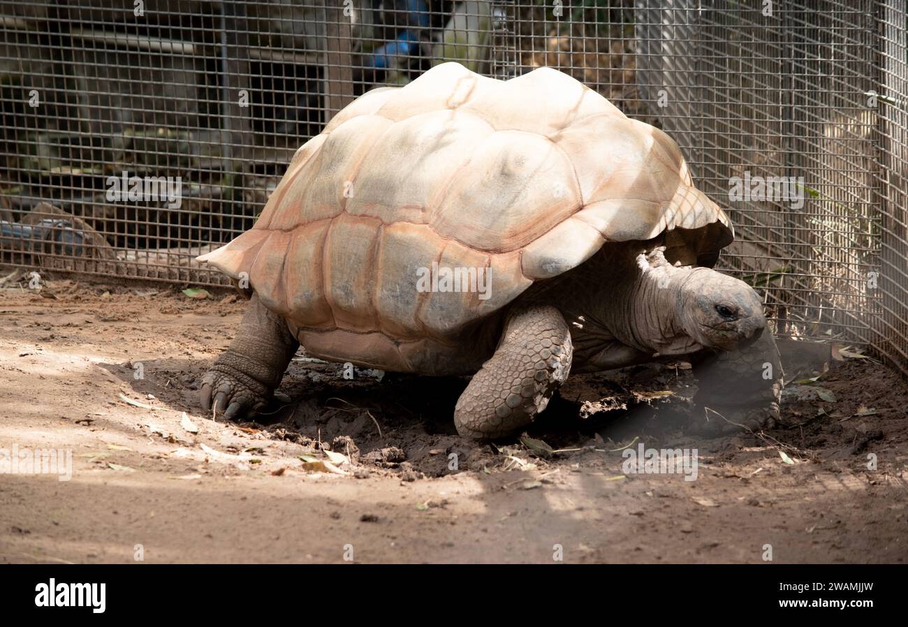 Aldabra-Riesenschildkröten sind hauptsächlich am frühen Morgen und am späten Abend aktiv und verbringen den Rest des Tages in Höhlen Stockfoto