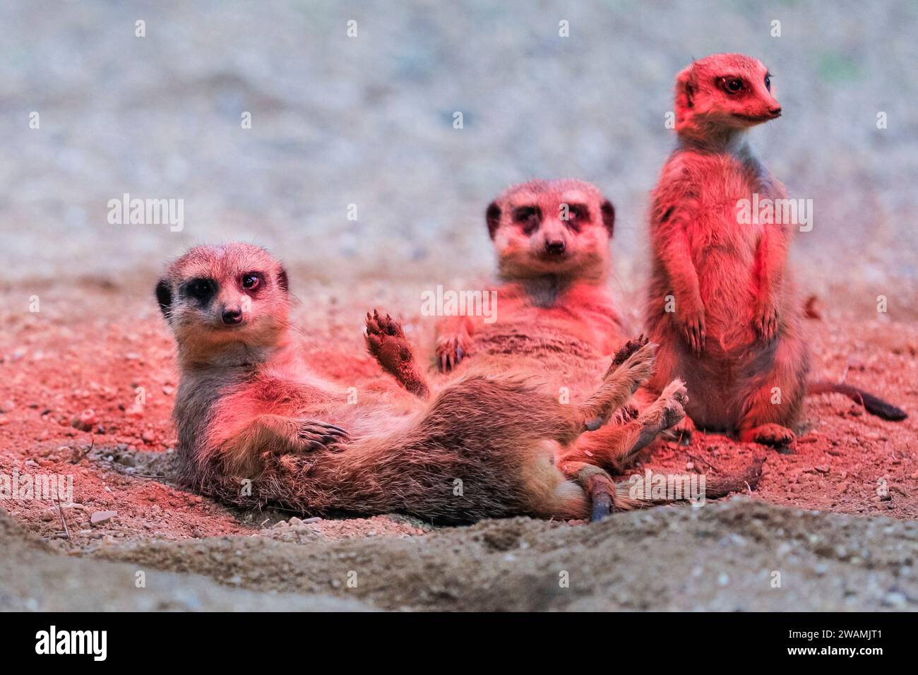 Duisburg, Deutschland. Januar 2024. Die ansässige Familie der Erdmännchen (Suricata suricatta) im Zoo Duisburg kuschelt sich und sonnt sich unter ihrer Wärmelampe an einem trockenen Ort ihres großen Freigeheges. So wird die Wärme und das Rotlicht optimal genutzt, während der Regen den ganzen Tag über wieder anhält. Die vielen überdachten und halbüberdachten Bereiche des Zoos ermöglichen es Besuchern, sich vor dem Regen zu schützen und den Tag mit den Tieren zu genießen. Quelle: Imageplotter/Alamy Live News Stockfoto