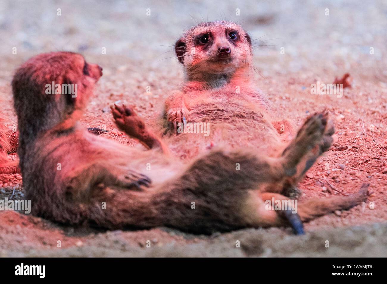 Duisburg, Deutschland. Januar 2024. Die ansässige Familie der Erdmännchen (Suricata suricatta) im Zoo Duisburg kuschelt sich und sonnt sich unter ihrer Wärmelampe an einem trockenen Ort ihres großen Freigeheges. So wird die Wärme und das Rotlicht optimal genutzt, während der Regen den ganzen Tag über wieder anhält. Die vielen überdachten und halbüberdachten Bereiche des Zoos ermöglichen es Besuchern, sich vor dem Regen zu schützen und den Tag mit den Tieren zu genießen. Quelle: Imageplotter/Alamy Live News Stockfoto