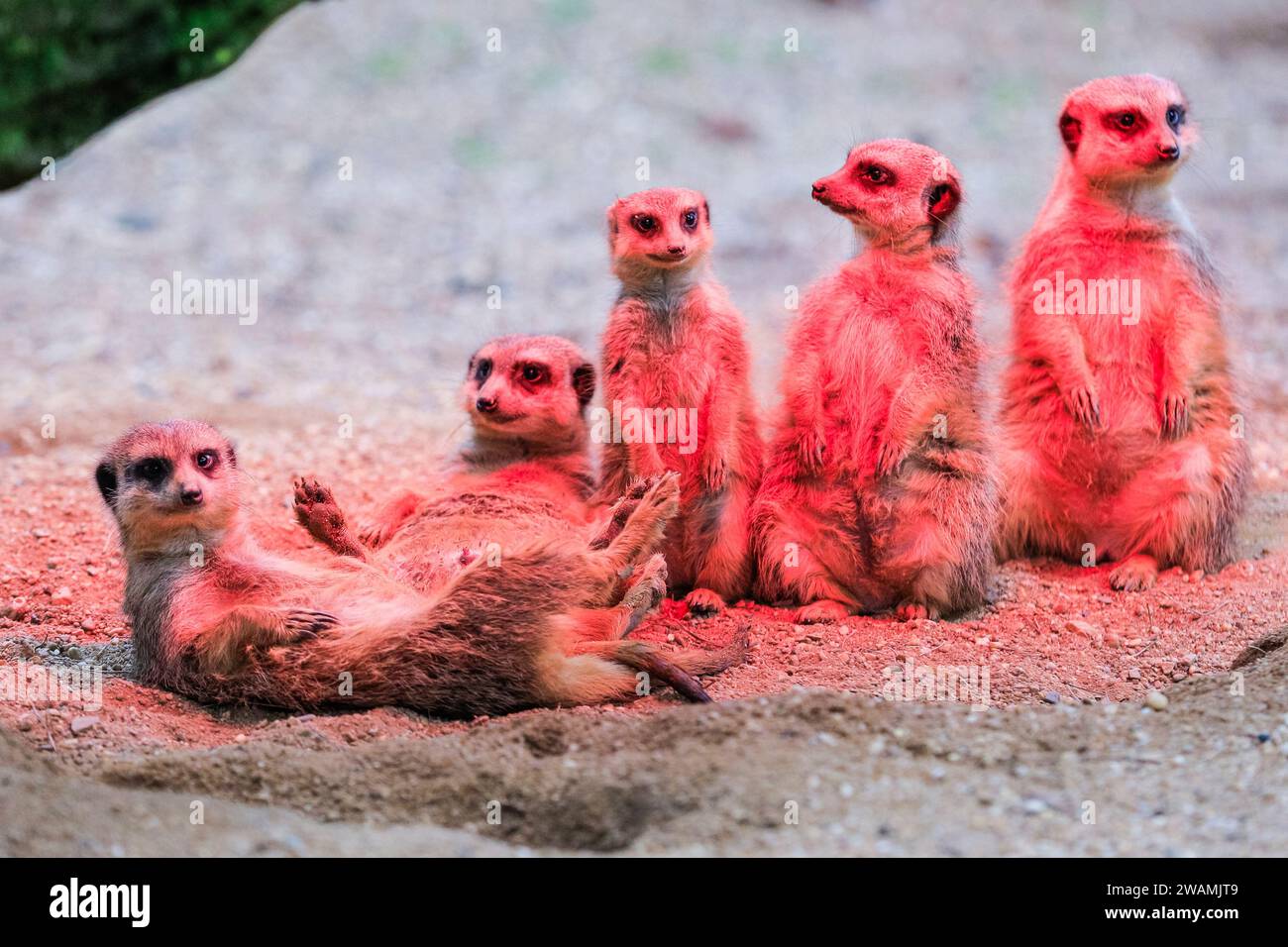 Duisburg, Deutschland. Januar 2024. Die ansässige Familie der Erdmännchen (Suricata suricatta) im Zoo Duisburg kuschelt sich und sonnt sich unter ihrer Wärmelampe an einem trockenen Ort ihres großen Freigeheges. So wird die Wärme und das Rotlicht optimal genutzt, während der Regen den ganzen Tag über wieder anhält. Die vielen überdachten und halbüberdachten Bereiche des Zoos ermöglichen es Besuchern, sich vor dem Regen zu schützen und den Tag mit den Tieren zu genießen. Quelle: Imageplotter/Alamy Live News Stockfoto