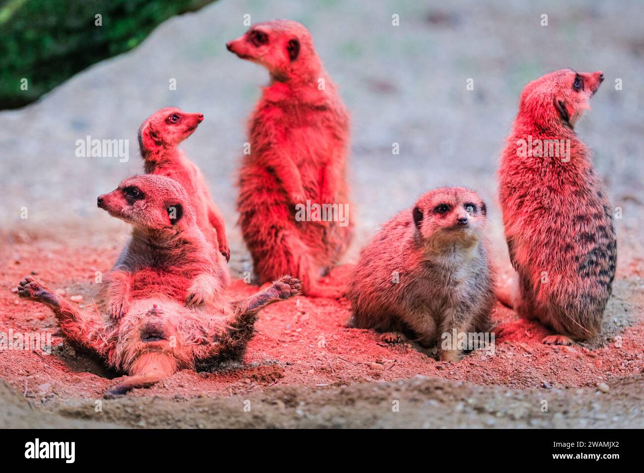 Duisburg, Deutschland. Januar 2024. Die ansässige Familie der Erdmännchen (Suricata suricatta) im Zoo Duisburg kuschelt sich und sonnt sich unter ihrer Wärmelampe an einem trockenen Ort ihres großen Freigeheges. So wird die Wärme und das Rotlicht optimal genutzt, während der Regen den ganzen Tag über wieder anhält. Die vielen überdachten und halbüberdachten Bereiche des Zoos ermöglichen es Besuchern, sich vor dem Regen zu schützen und den Tag mit den Tieren zu genießen. Quelle: Imageplotter/Alamy Live News Stockfoto