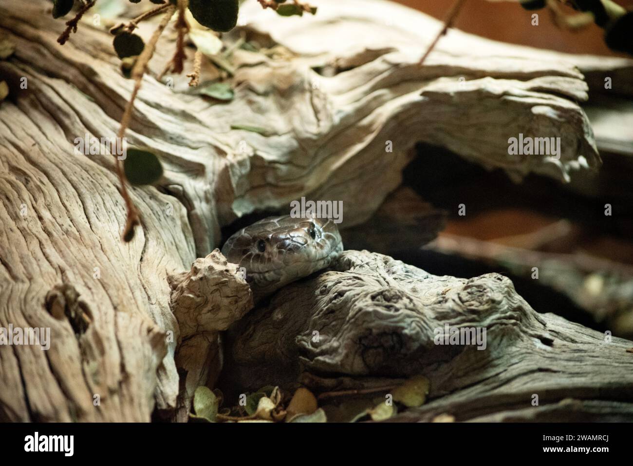 Die Tigerschlange (Notechis scutatus) ist eine große und hochgiftige Schlange im Süden Australiens. Stockfoto