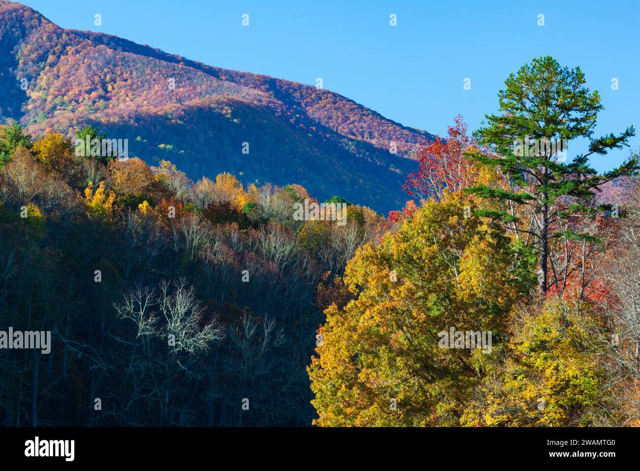 Herbst in Cades Cove im Great Smoky Mountains National Park Stockfoto