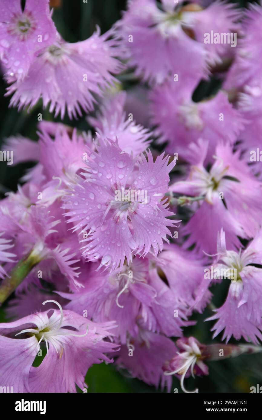 Kleine lila Blüten, Regentropfen auf Blütenblättern, stimmungsvoller Garten nach Regen, grünes Gras, Blumenfeld, duftendes blumiges Aroma, Frühlingsblüten, Blütenblätter. Stockfoto