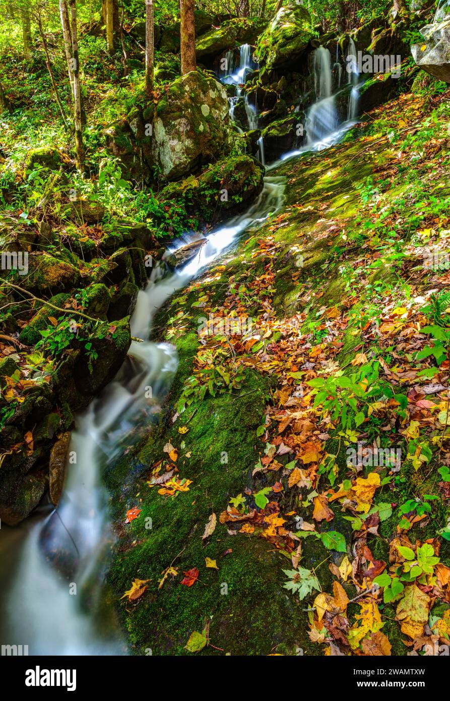 Herbst in Tremont, Great Smoky Mountains National Park Stockfoto