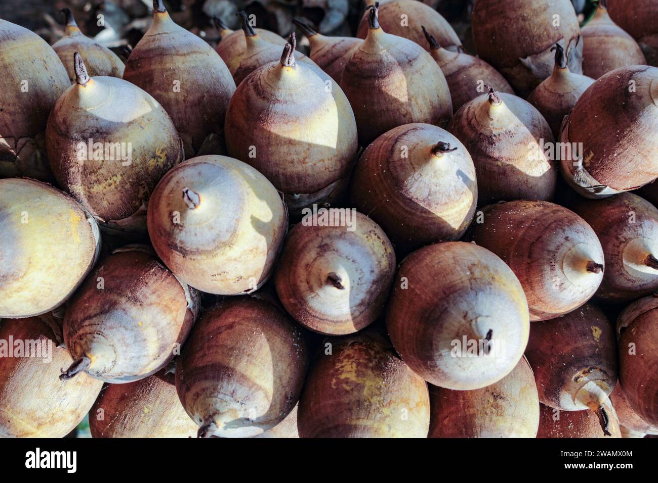 Einige Babassu-Kokosnüsse, Attalea speciosa, druphasige Früchte mit ölhaltigen und essbaren Samen. Stockfoto