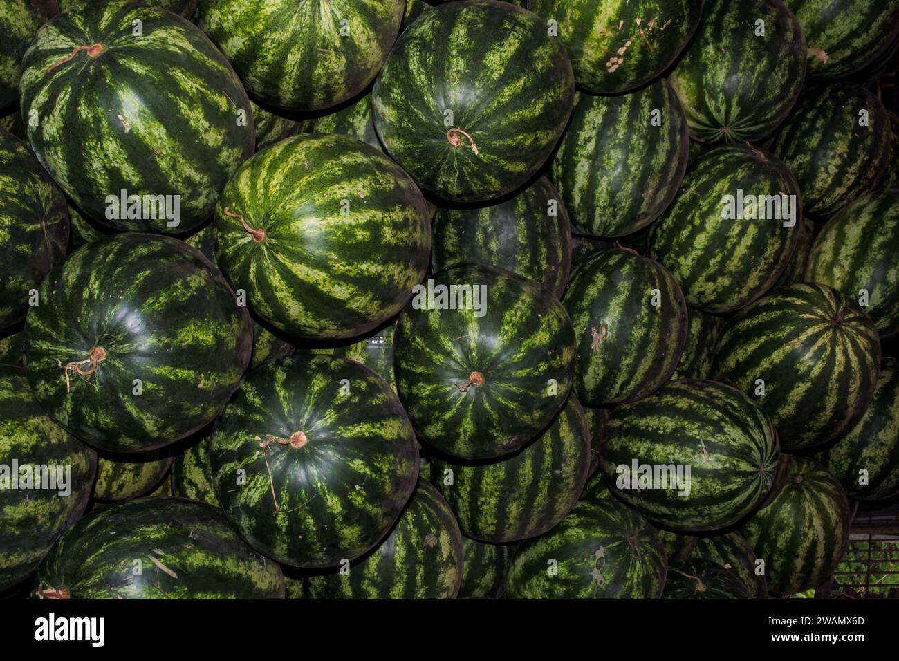 Eine Portion frischer Wassermelonen, Frucht des wissenschaftlichen Namens: Citrullus lanatus Stockfoto