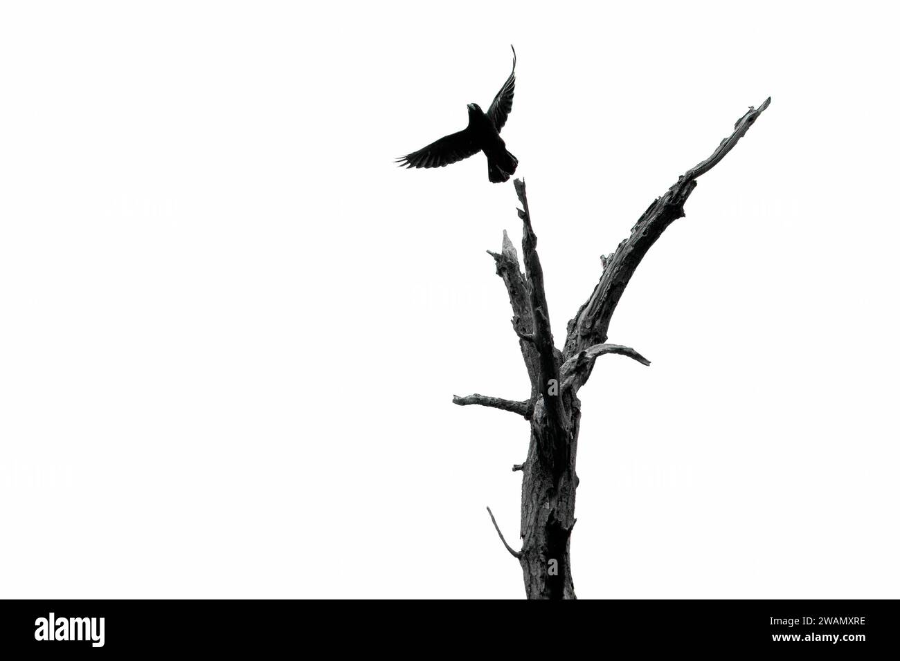 Eine junge Krähe springt von einem toten Baum. London, Großbritannien. Stockfoto