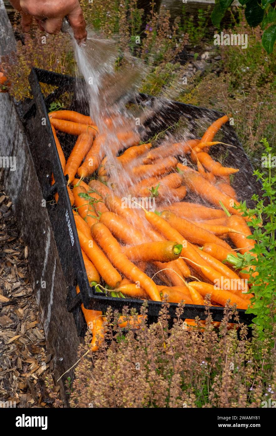 Waschen frisch gepflückter Karotten mit einem Schlauch und einem Plastikbacktablett. Stockfoto