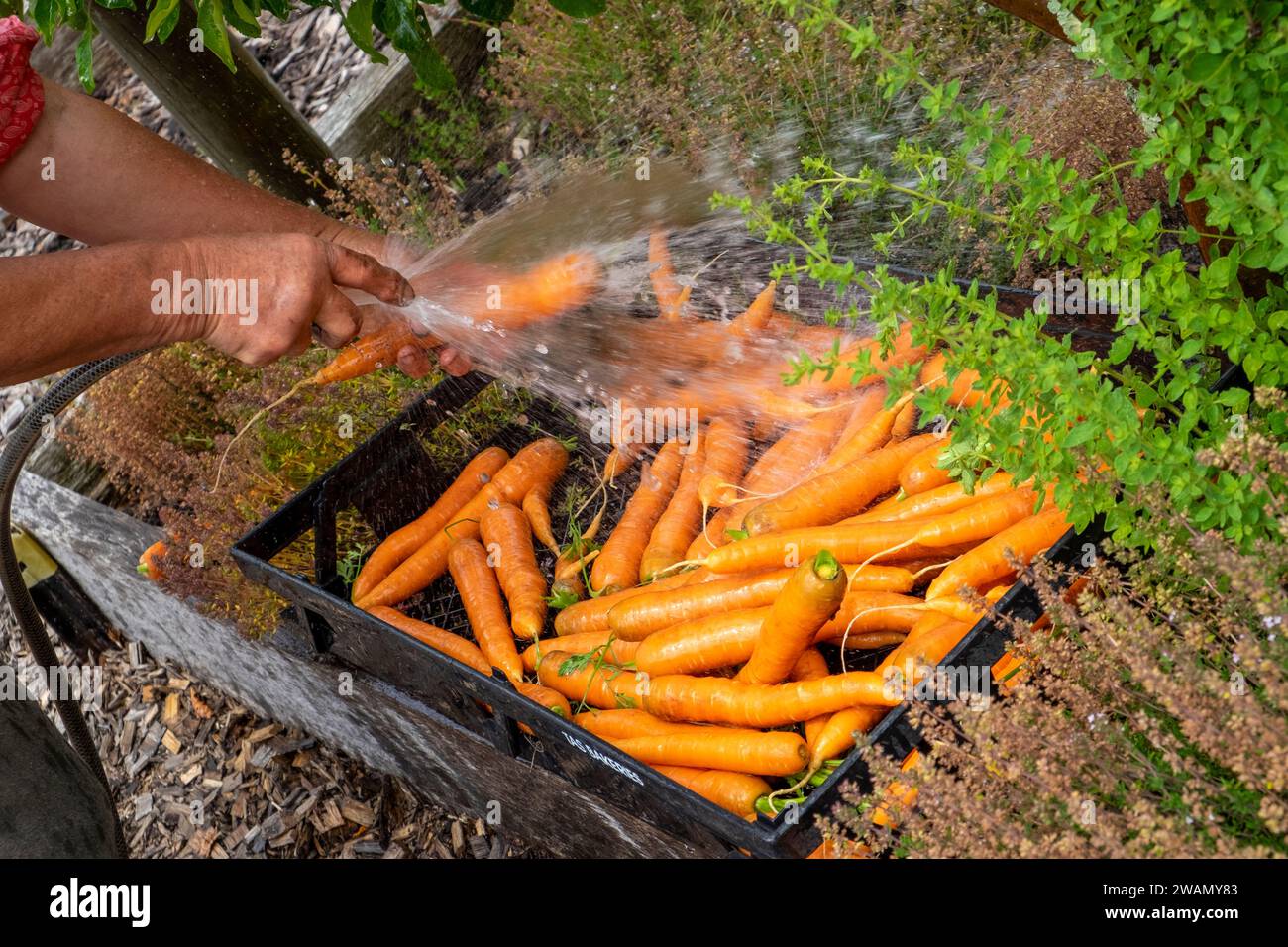 Waschen frisch gepflückter Karotten mit einem Schlauch und einem Plastikbacktablett. Stockfoto