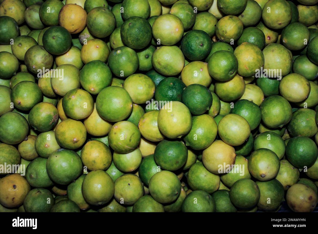 Viele Zitronen, Citrus limon, die Zitrusfrucht des Zitronenbaums, ist ein Oxidationsmittel reich an Vitamin C und löslichen Ballaststoffen Stockfoto