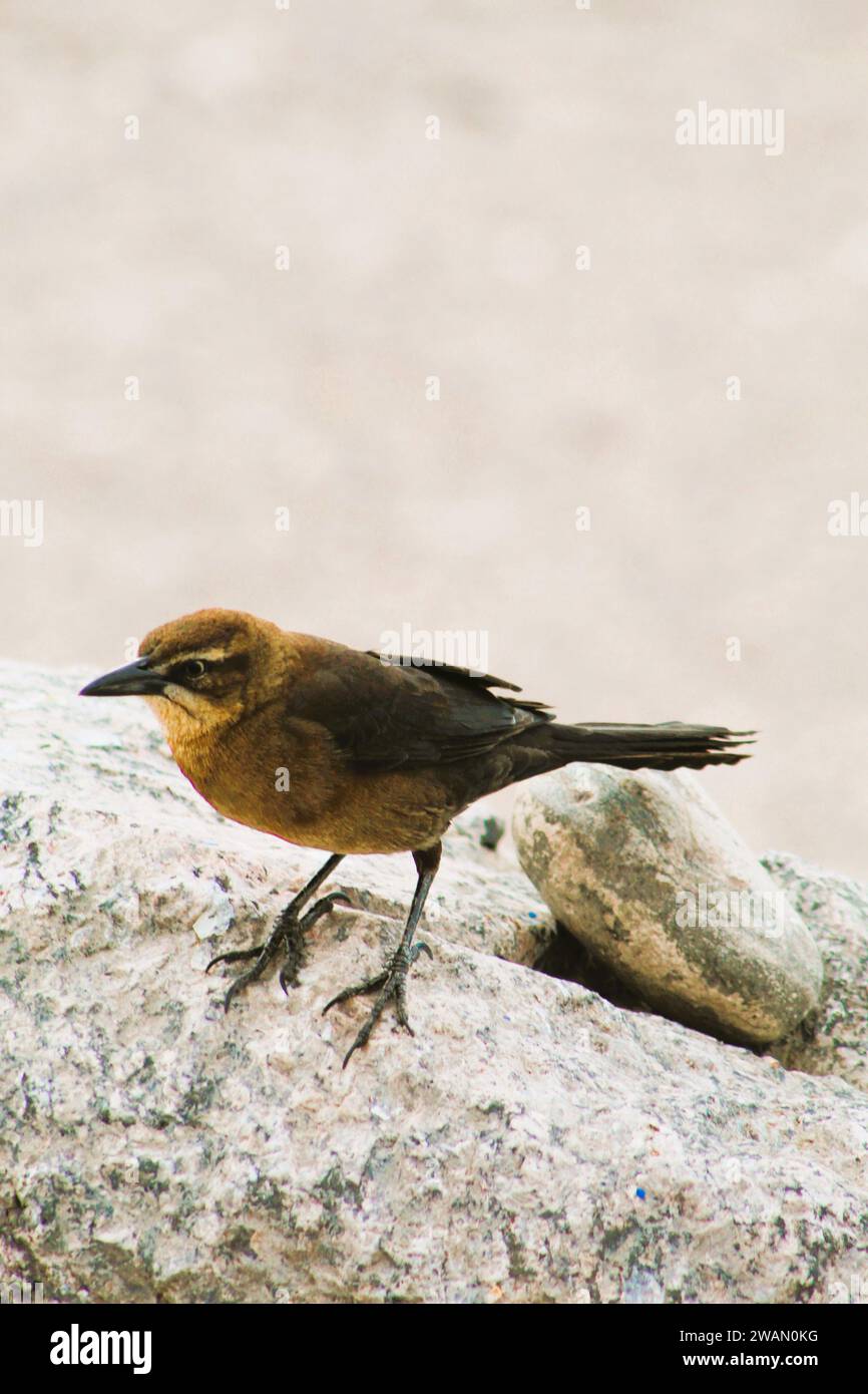 Individueller weiblicher schwarzer Vogel am Colorado River, Arizona Stockfoto