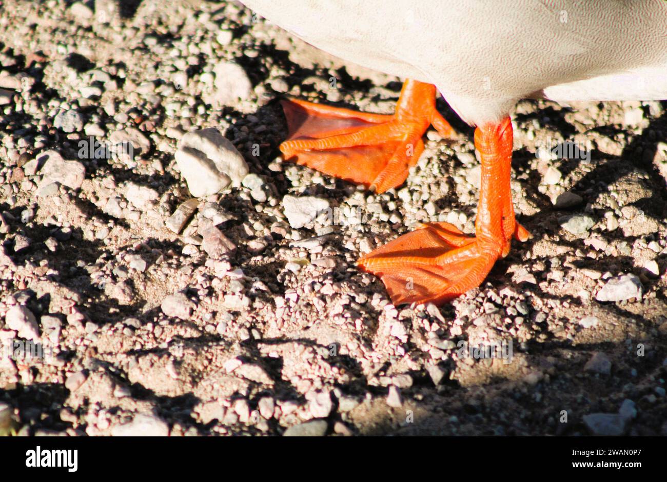 Eine Nahaufnahme von Entenfüßen, gewebten Füßen im Sand Stockfoto