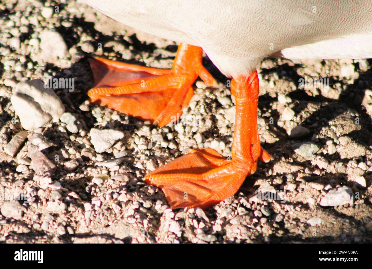 Eine Nahaufnahme von Entenfüßen, gewebten Füßen im Sand Stockfoto