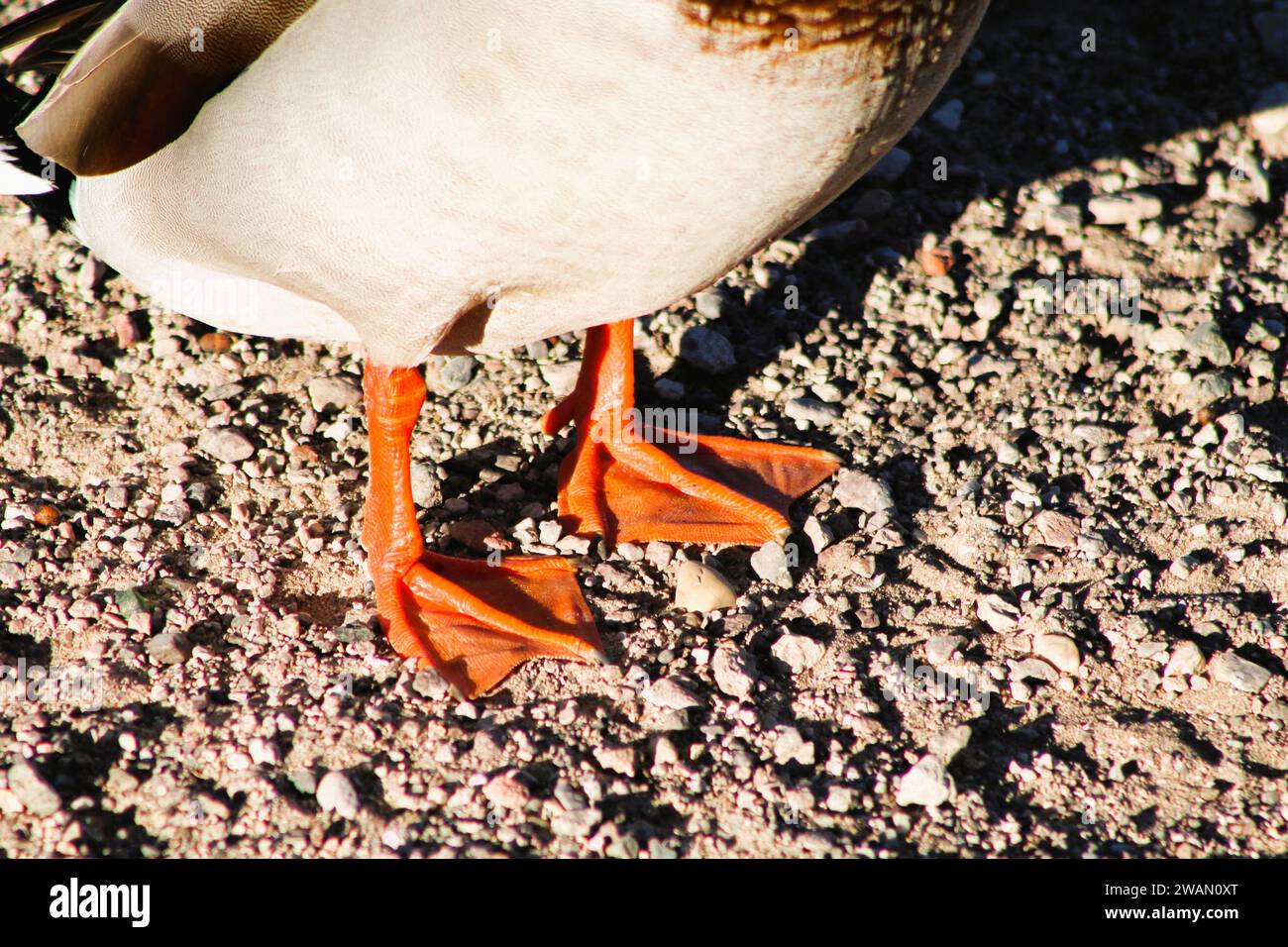 Entenfüße im Sand, gewebte Füße, Entenspuren Stockfoto