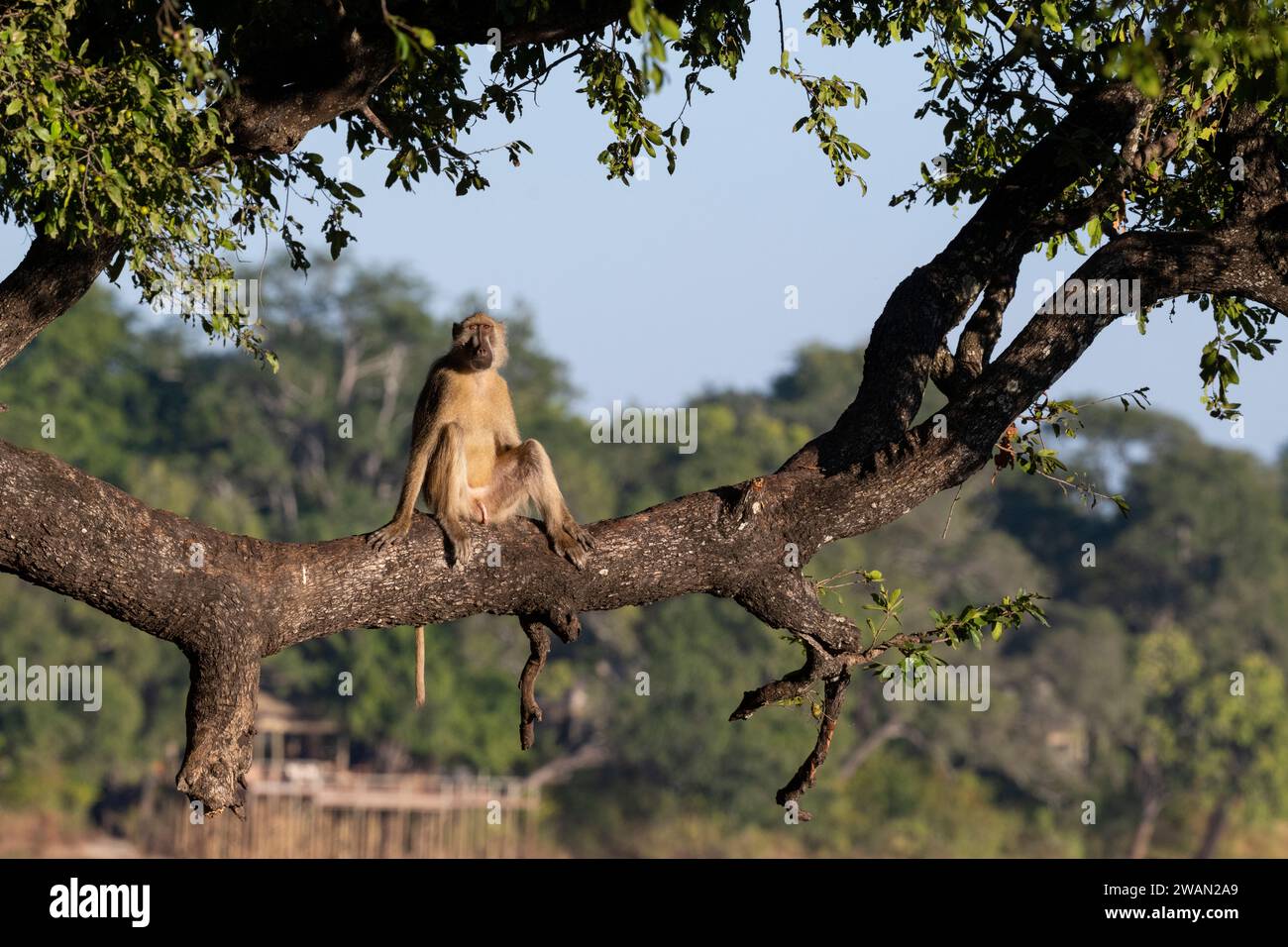 Sambia, Süd-Luangwa. Gelber Pavian (Papio cynocephalus) männlich im Baum mit dem Buschlager der Bushcamp Company Chindeni in der Ferne. Stockfoto