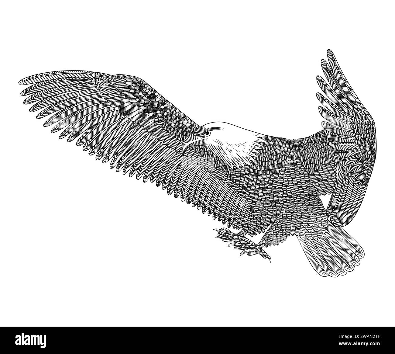 Weißkopfseeadler fliegen am Himmel, Vintage Gravur Zeichnung Stil Illustration Stock Vektor