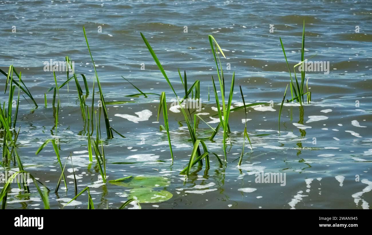 Wasseroberfläche des Sees mit Wellen und Gräsern in einer abstrakten Nahansicht. Eine sonnige Sommerszene bei windigem Wetter auf dem Fluss, Teich oder einem anderen Wasser Stockfoto