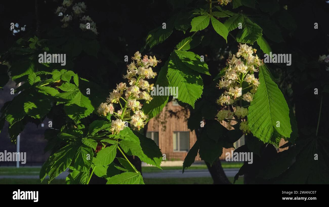 Frühling in der Stadt. Der blühende Kastanienbaum schöne Röschen in einer städtischen Umgebung. Die malerische Nahaufnahme an einem sonnigen Tag mit warmem Sonnenlicht Stockfoto