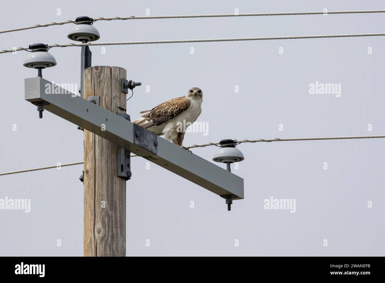 Hawk hockte auf dem Querträger eines Strommasts. Stockfoto