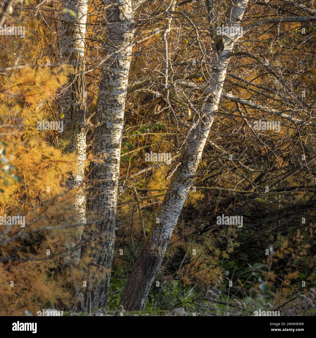 Landschaft mit einem Wald im Vordergrund, umgeben von Unterholz Stockfoto