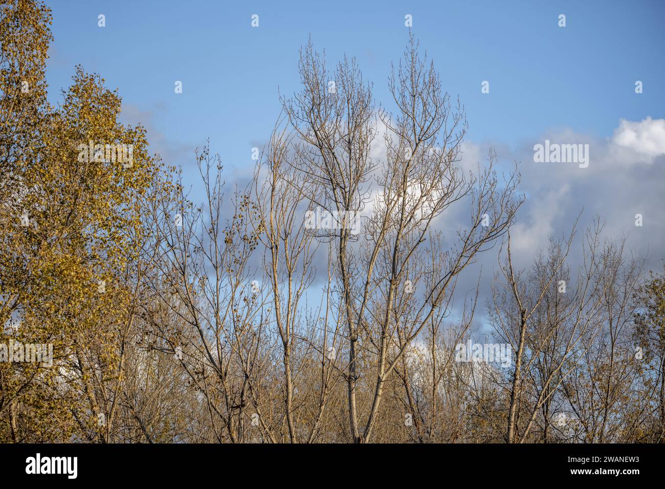 Eine wunderschöne Herbstlandschaft mit blattlosen Bäumen und Himmel mit niedrigen Wolken Stockfoto