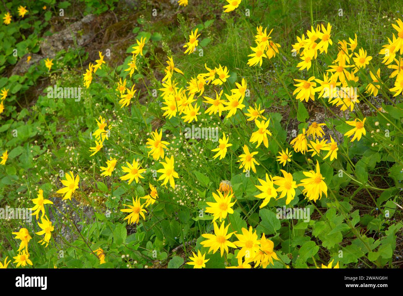 Arnika bloom Bürste an der See, kaniksu National Forest, Idaho Stockfoto