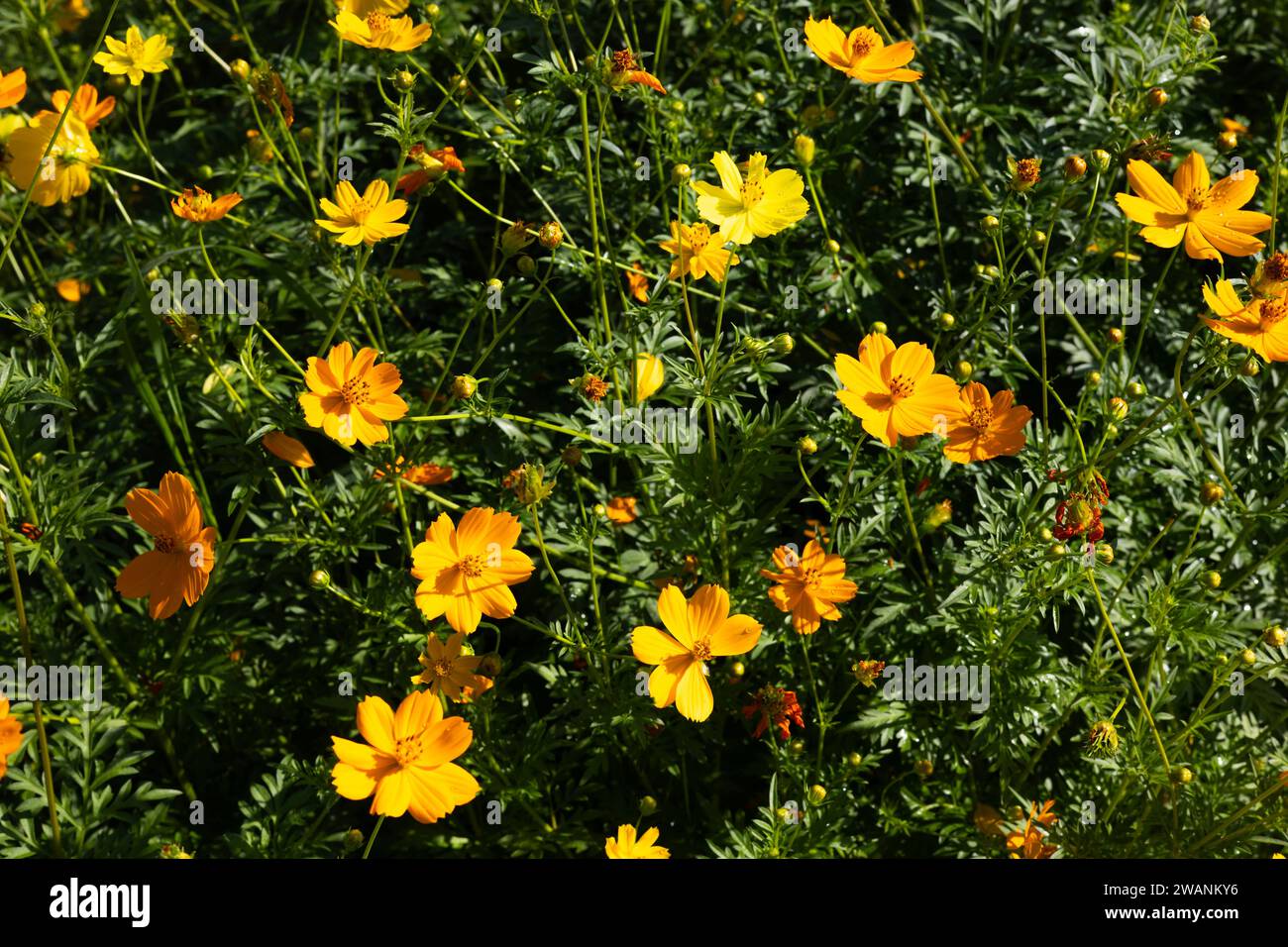 COSMOS-Muster im Blumenpark. Schließen Sie gelbe Kosmos Blumen oder Schwefel Kosmos im Park mitten im Wald und grünen Naturpark Stockfoto