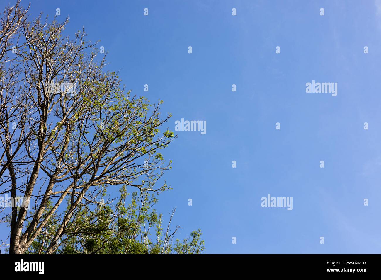 Blick Auf Top Trees, Den Blue Sky. Landschaftsansicht von Ästen mit klarem blauem Himmel im Hintergrund. Stockfoto