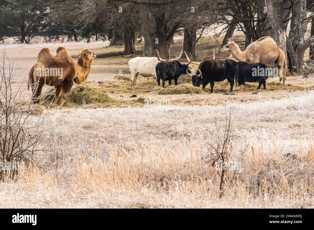 Kamele und texanische Longhörner, die sich an einem kalten Wintermorgen im Tupelo Buffalo Park in Tupelo, Mississippi, ernähren. (USA) Stockfoto