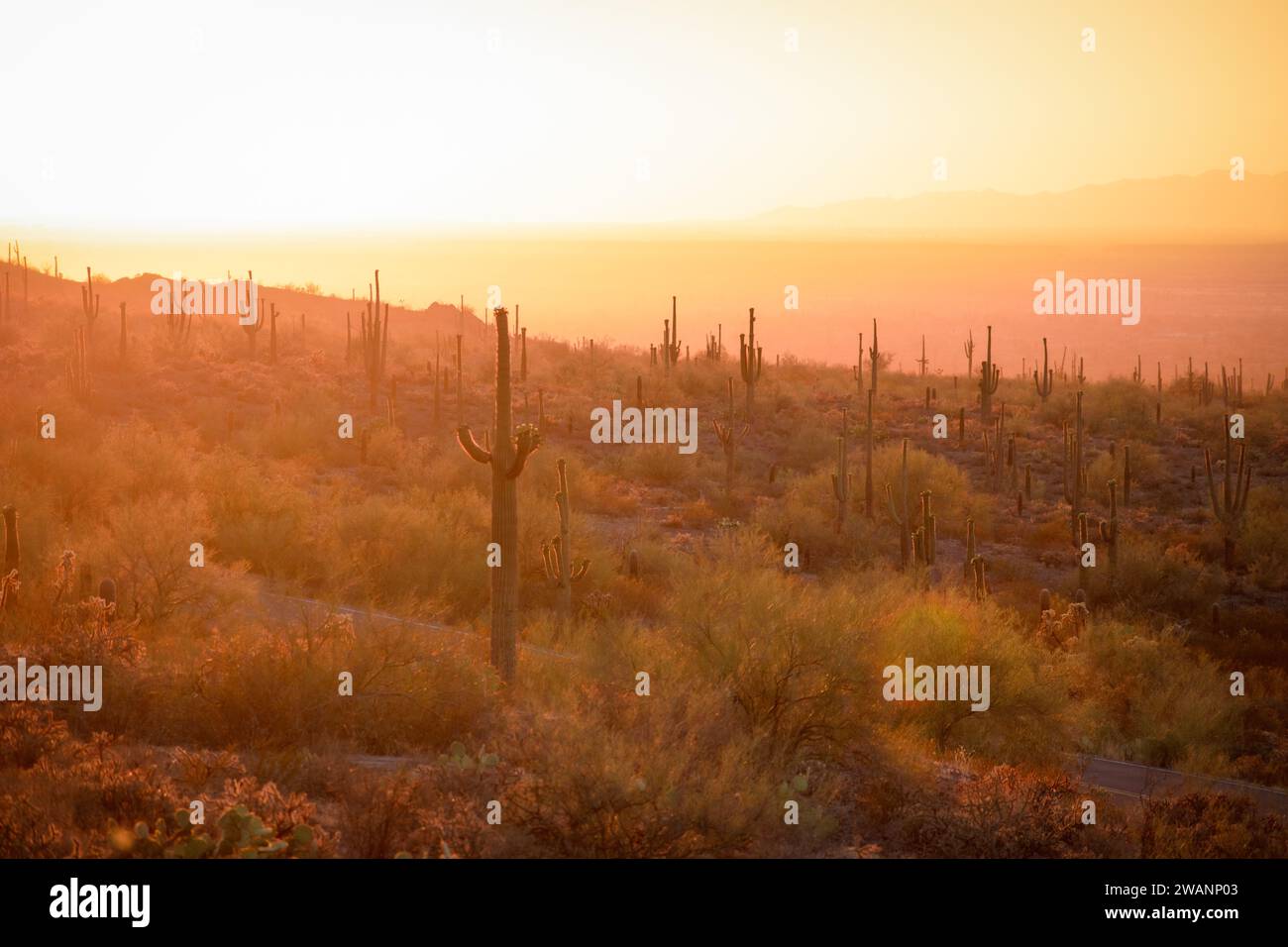 Landschaftsfoto der Wüste von Arizona Stockfoto