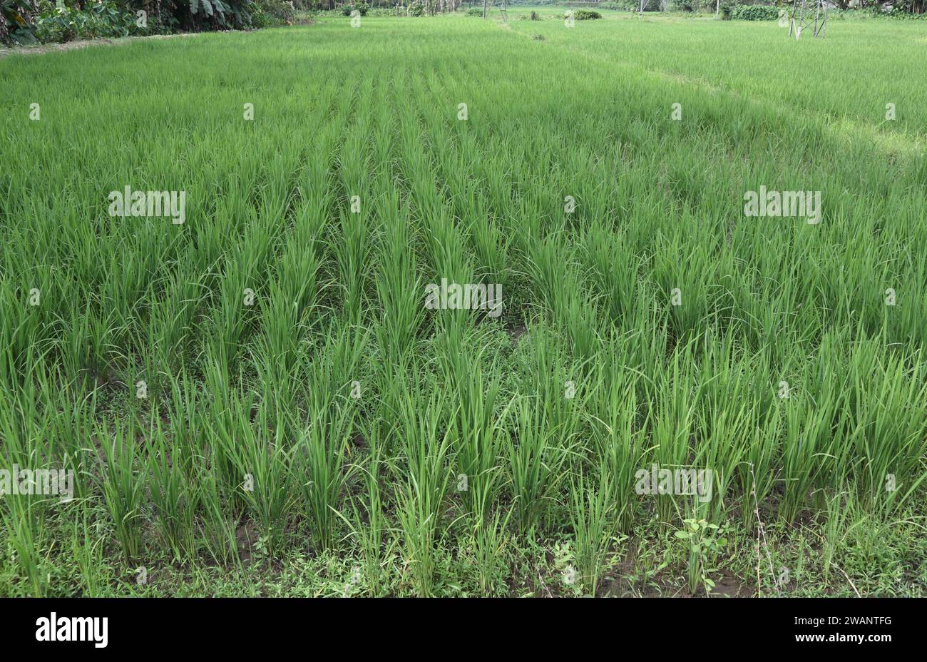 Ein Blick auf die jungen Reispflanzen, die auf einem Reisfeld in Sri Lanka wachsen Stockfoto