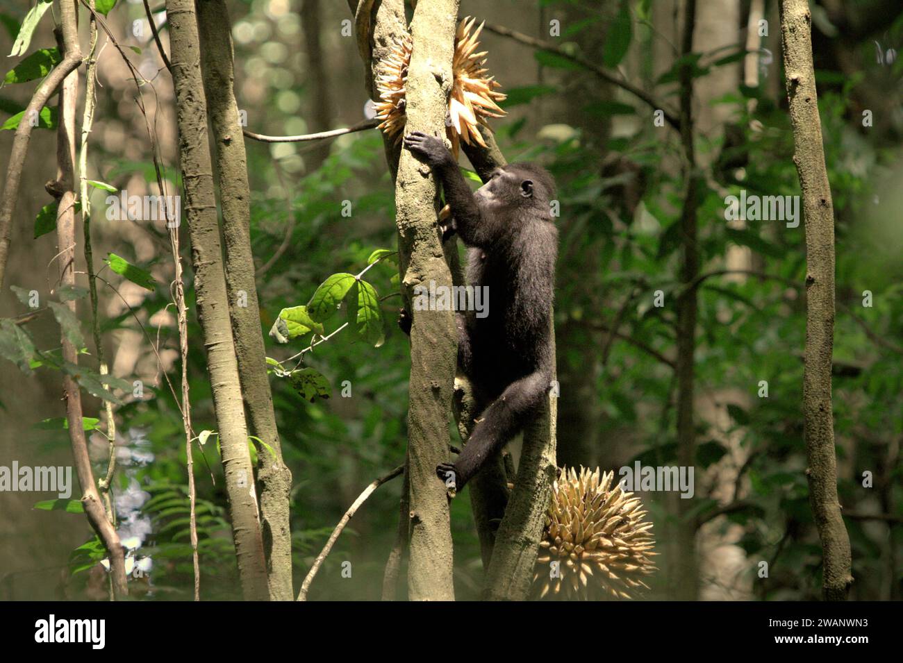 Ein Haubenmakaken (Macaca nigra) klettert auf eine fruchtige Lianenrebe