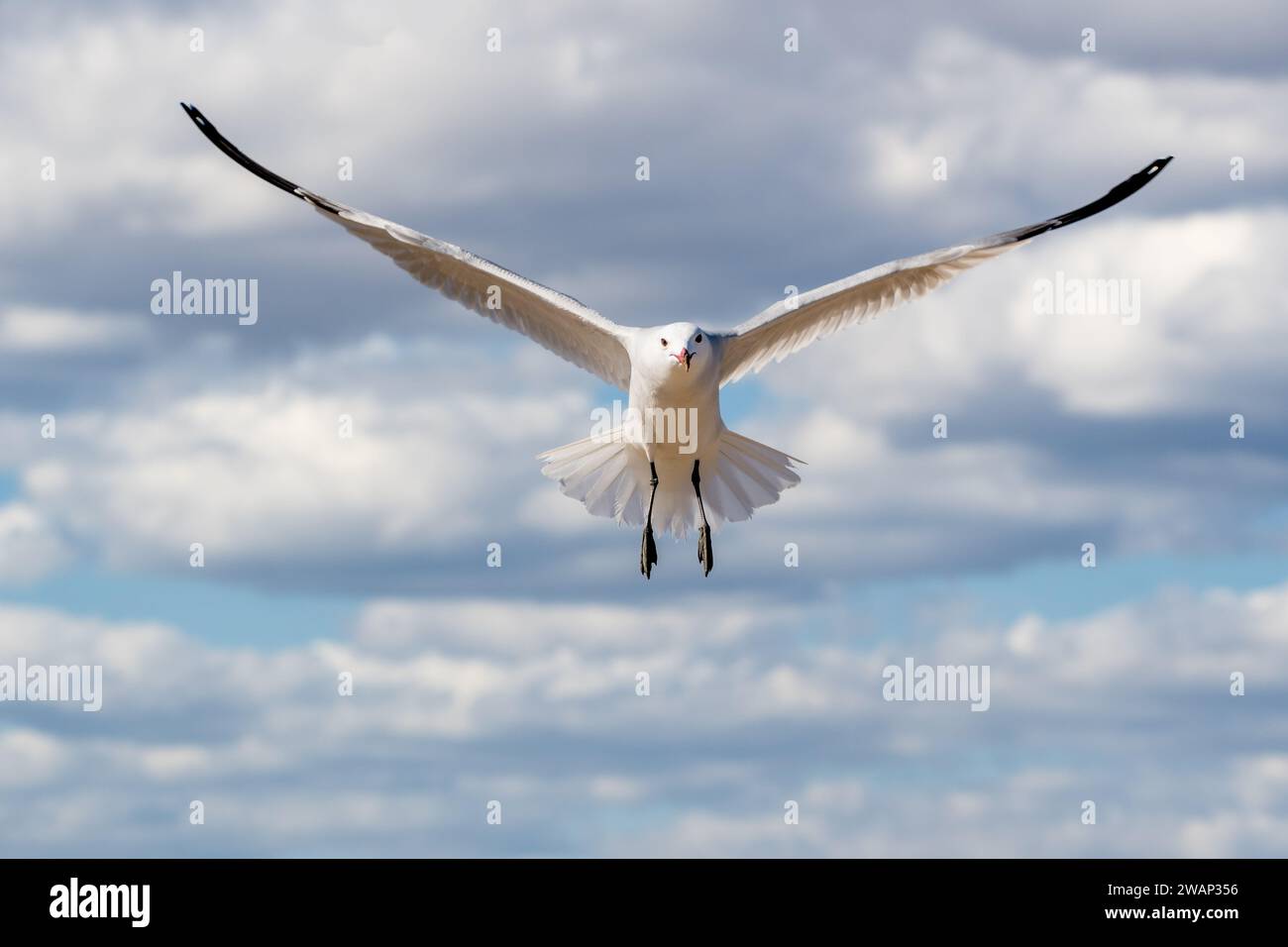 Audouins Möwe, Ichthyaetus audouinii, Larus audouinii, mit ausgedehnten Flügeln fliegen, Ebro Delta, Katalonien, Spanien Stockfoto