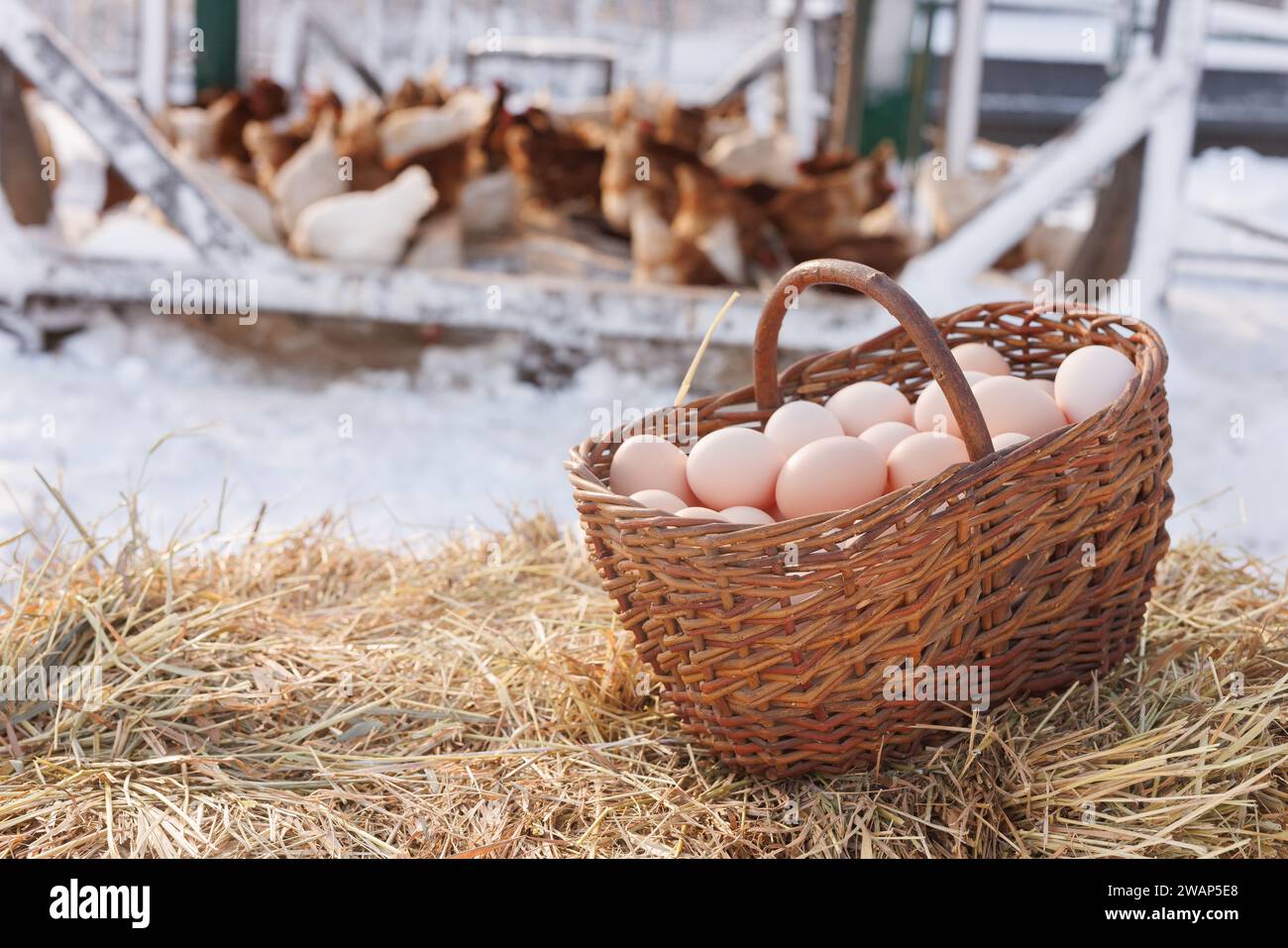 Korb mit Hühnereiern auf dem Hintergrund einer Hühnerfarm, einer Hühnerfarm mit Freilandhaltung Stockfoto