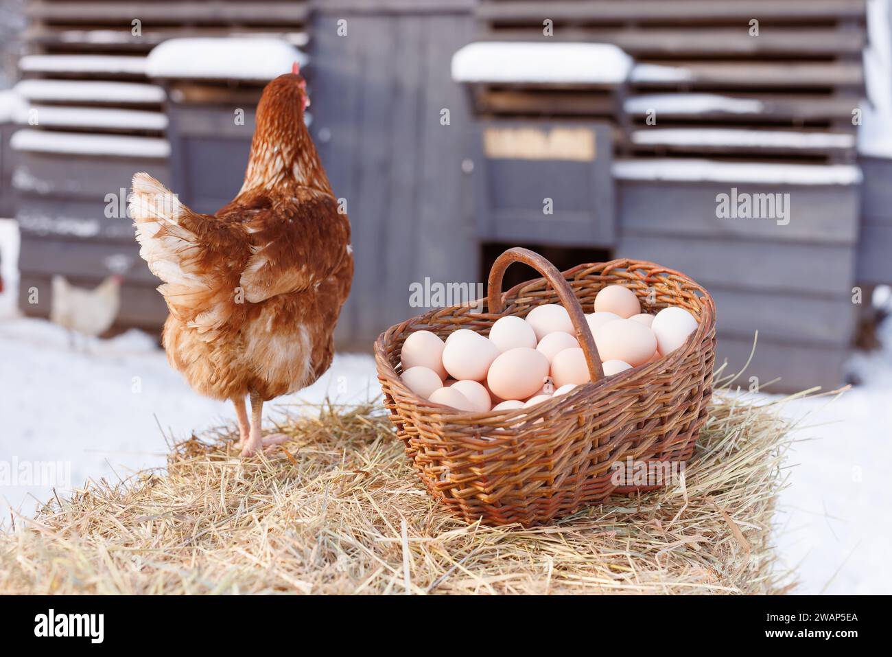 Korb mit Hühnereiern auf dem Hintergrund einer Hühnerfarm, einer Hühnerfarm mit Freilandhaltung Stockfoto
