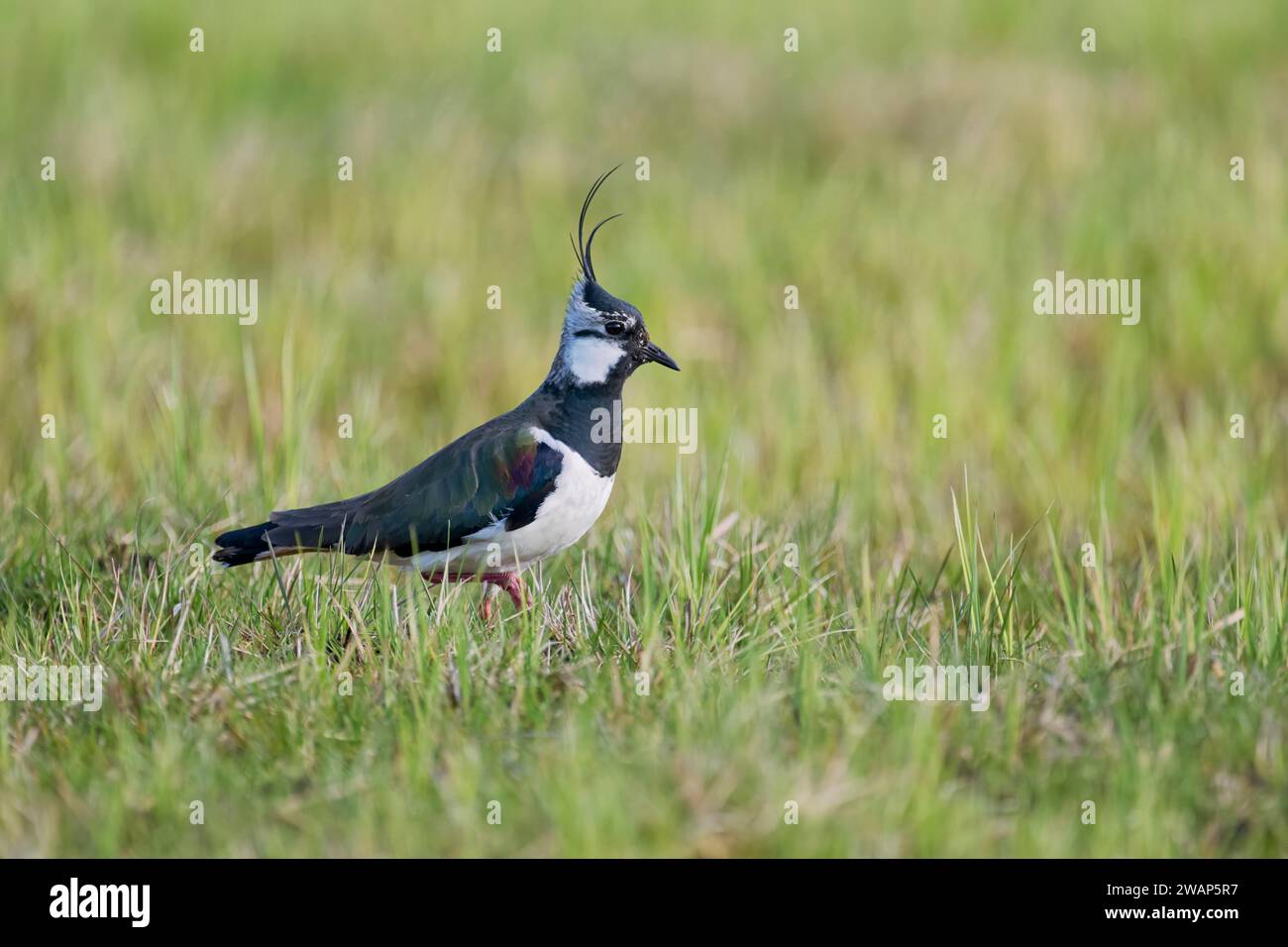 Nördlicher Kiebitz (Vanellus vanellus), Niedersachsen, Deutschland Stockfoto