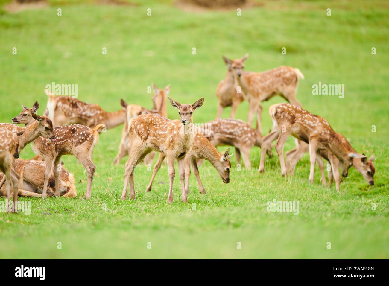 Rotwild (Cervus elaphus) reizt auf einer Wiese, Bayern, Deutschland, Europa Stockfoto