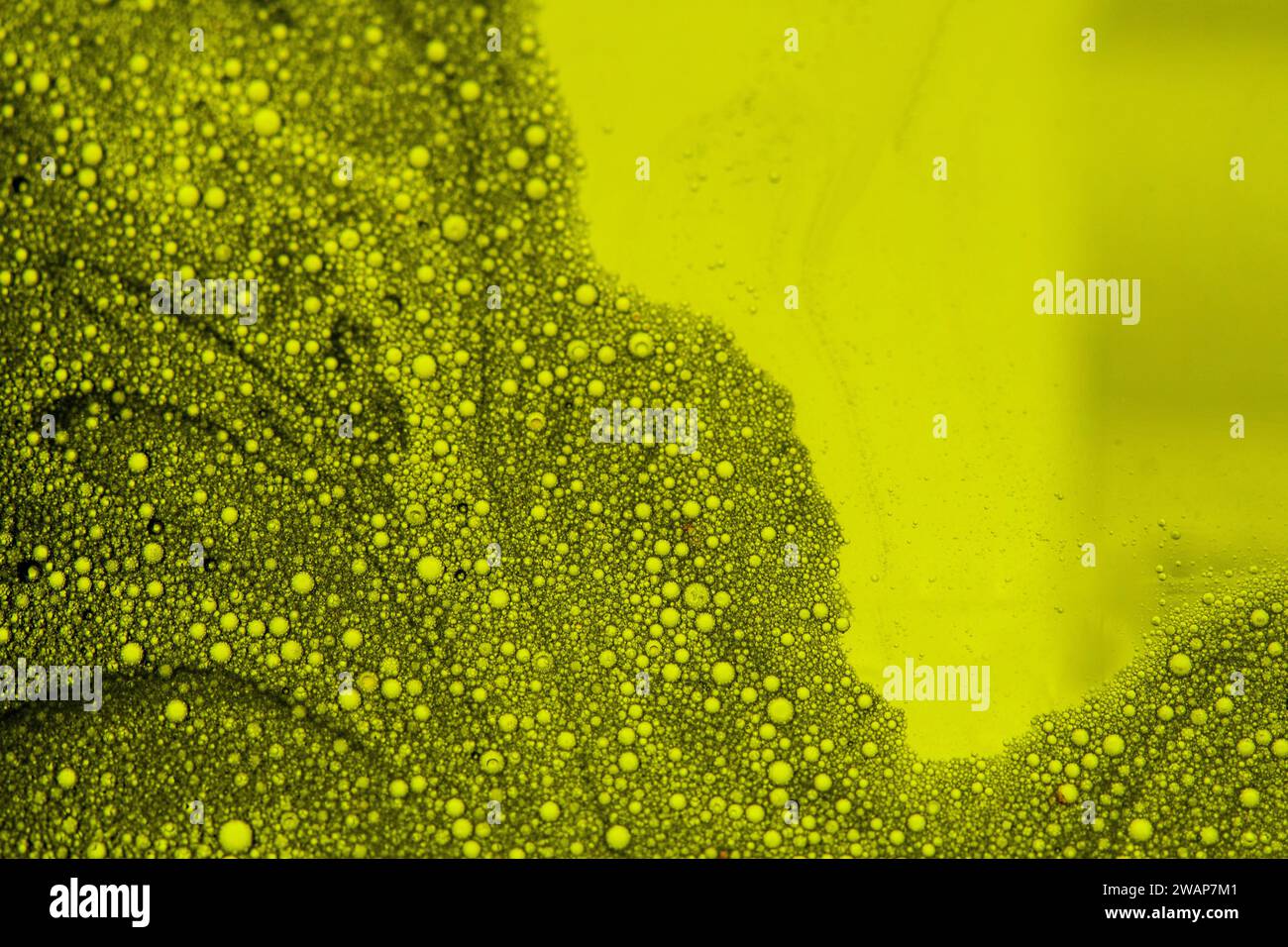 Blasen, die mit Seife und Wasser in Speiseöl mit Hintergrundbeleuchtung durch grünes Foto-Gel hergestellt werden Stockfoto