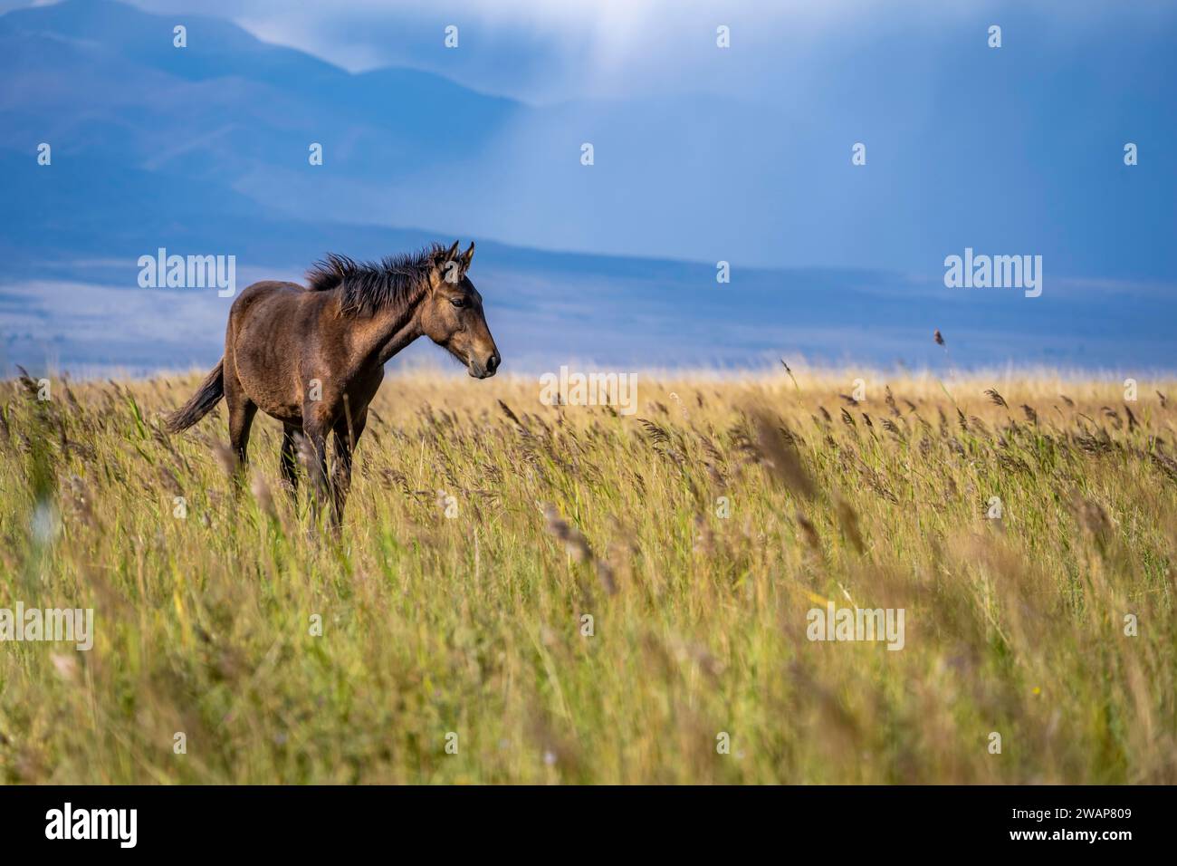 Ein dunkelbraunes Pferd wandert allein durch eine natürliche Landschaft mit Bergblick, Yssykköl, Kirgista Stockfoto