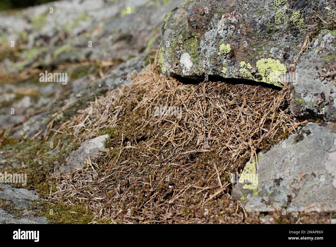 Nest der blutroten Sklavenmacherameise (Formica sanguinea) Stockfoto
