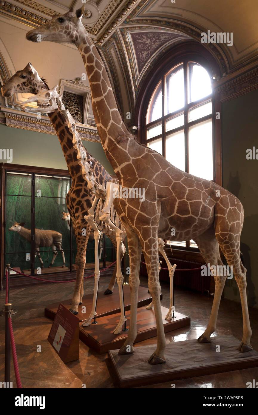 Giraffen (Giraffa cameloparadalis) im Narurhistorischen Museum, eröffnet 1889 in Wien, Österreich, Europa Stockfoto